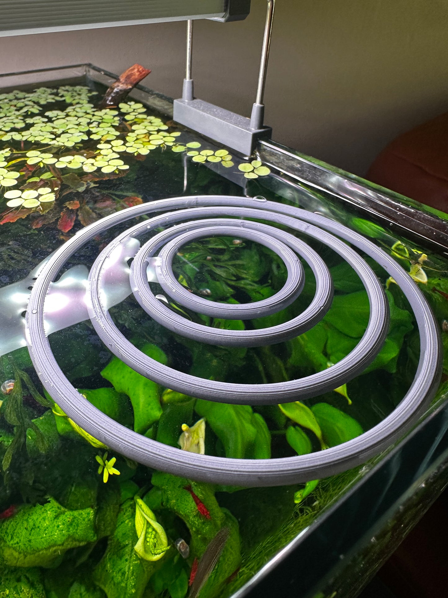 Schwimmender Aquarienring – Pflanzen- & Futterring fürs Aquarium