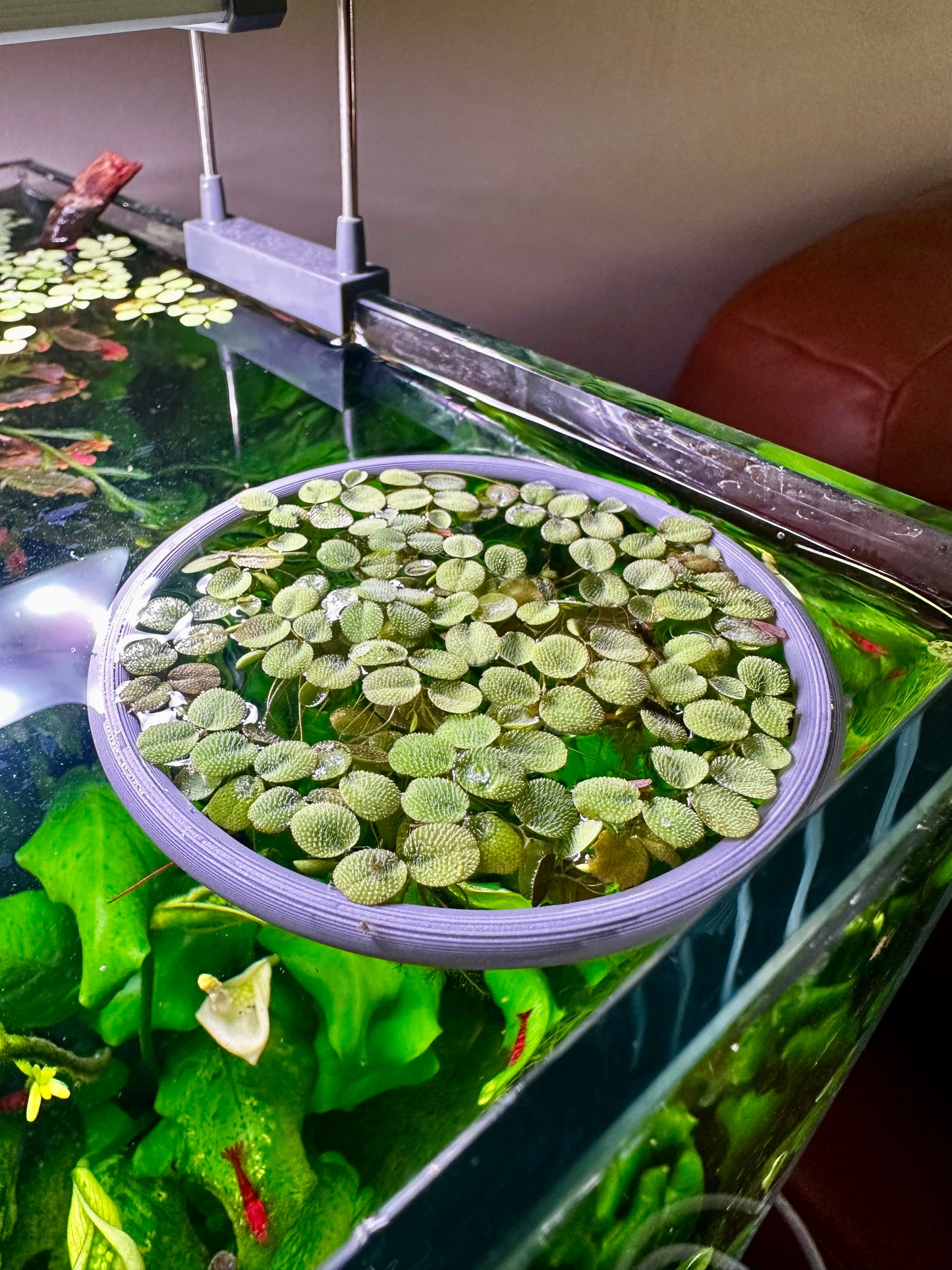 Schwimmender Aquarienring – Pflanzen- & Futterring fürs Aquarium