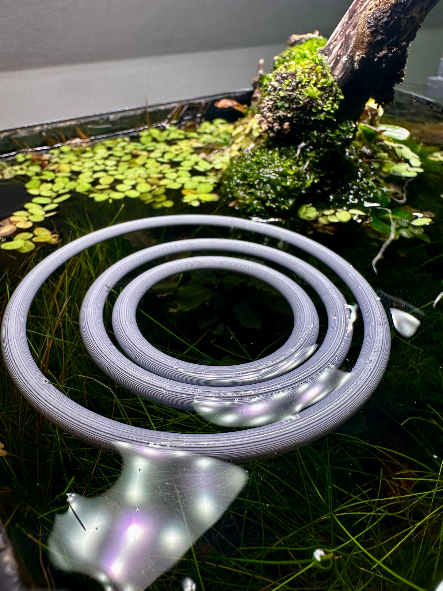 Schwimmender Aquarienring – Pflanzen- & Futterring fürs Aquarium