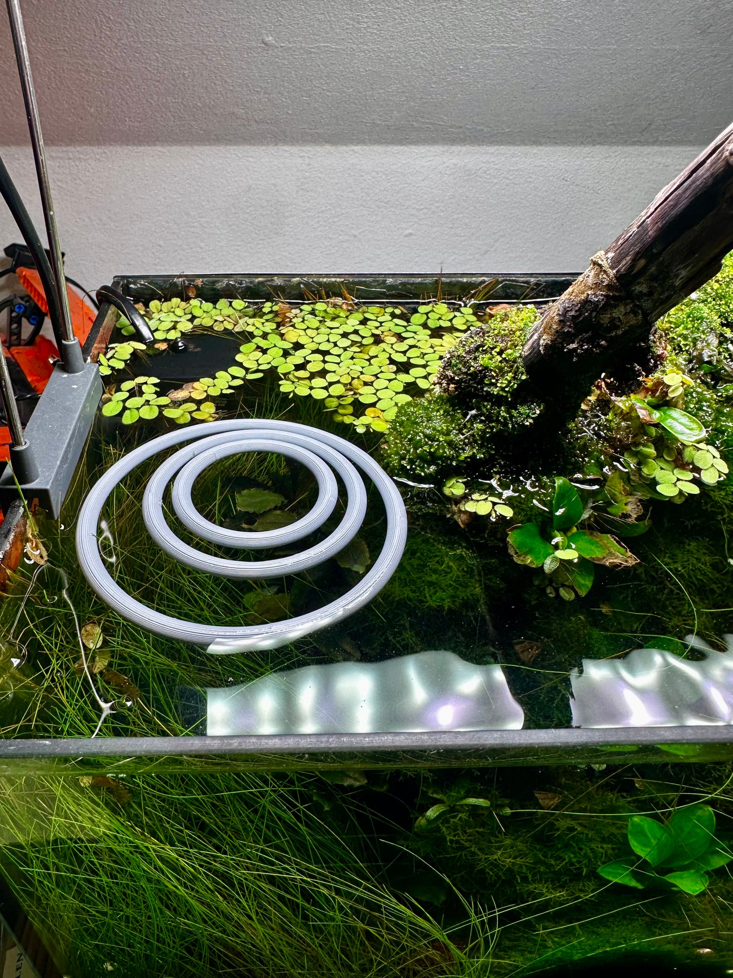 Schwimmender Aquarienring – Pflanzen- & Futterring fürs Aquarium