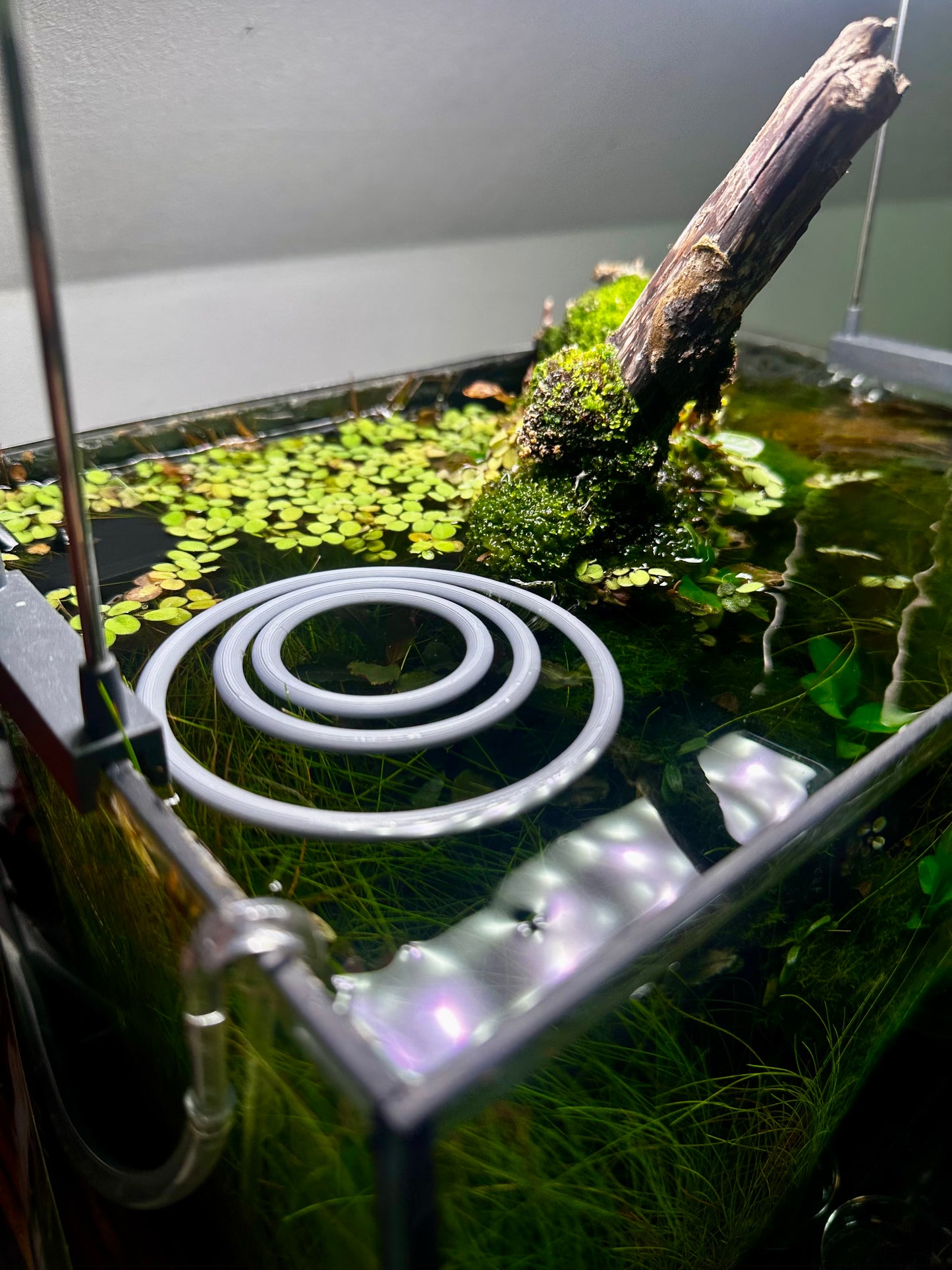 Schwimmender Aquarienring – Pflanzen- & Futterring fürs Aquarium